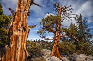 Old pine above June Lake-0405